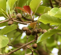 Bibhitaki (Terminalia Bellirica)